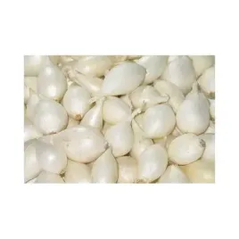 cebula-dymka-biala-finezja-sadzonki-cebulek-250g-szczypior-zbior-cebuli