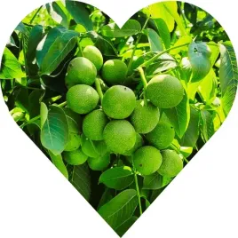 orzech-wloski-jacek-190cm-nie-oszczedzaj-inwestuj-w-dobre