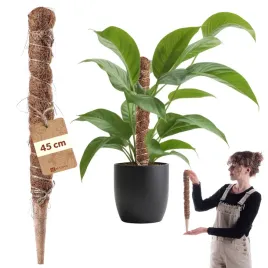 podpora-do-roslin-kwiatow-45cm-palik-kokosowy-45mm-tyczka-palka-do-monstery