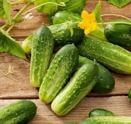 spojnia-ogorek-starter-5g-odporny-na-maczniaka-bez-goryczki