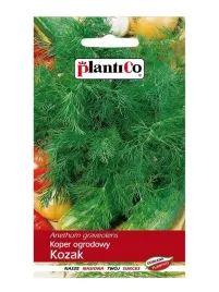 koper-kozak-ogrodowy-koperek-wczesny-bardzo-aromatyczny-do-kwaszenia