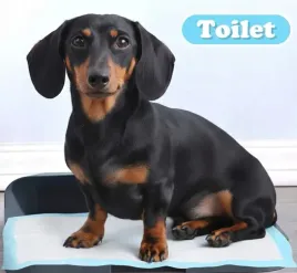 podklady-higieniczne-10szt-60x60cm-dla-psa-kota-nobleza-maty-chlonne
