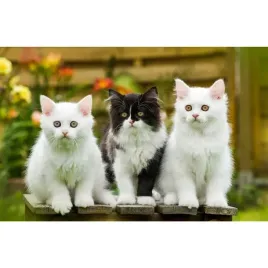 kalendarz-trojdzielny-koty-t-105t-10-michalczyk-i-prokop-michalczyk-i-proko