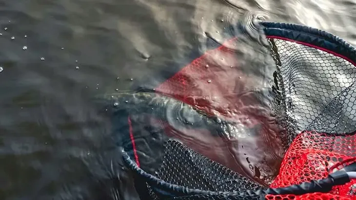 podbierak-speedflow-landing-net-large-fox-rage-model-nln026