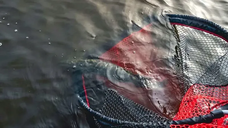 podbierak-speedflow-landing-net-large-fox-rage-stan-nowy