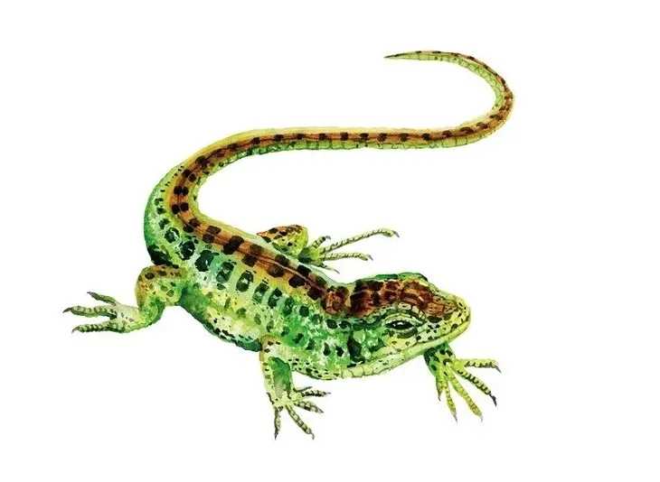 gra-laka-meadow-pl-rebel-stan-opakowania-oryginalne