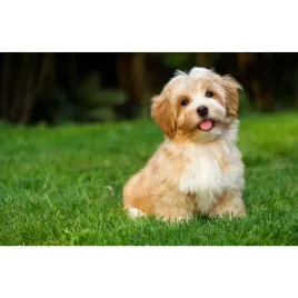 kalendarz-trojdzielny-psy-t-105t-09-michalczyk-i-prokop-michalczyk-i-prokop