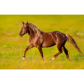 kalendarz-trojdzielny-konie-t-105t-11-michalczyk-i-prokop-michalczyk-i-prok