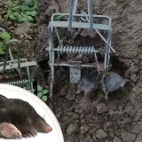 3x-pulapka-lapka-na-krety-nornice-profesjonalna-gilotyna-metalowa-kretolap-stan-opakowania-oryginalne