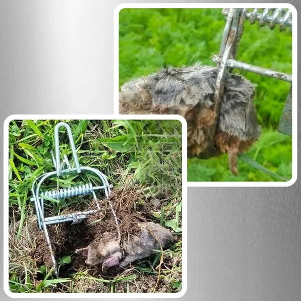 3x-pulapka-lapka-na-krety-nornice-profesjonalna-gilotyna-metalowa-kretolap-stan-nowy-marka-memflow