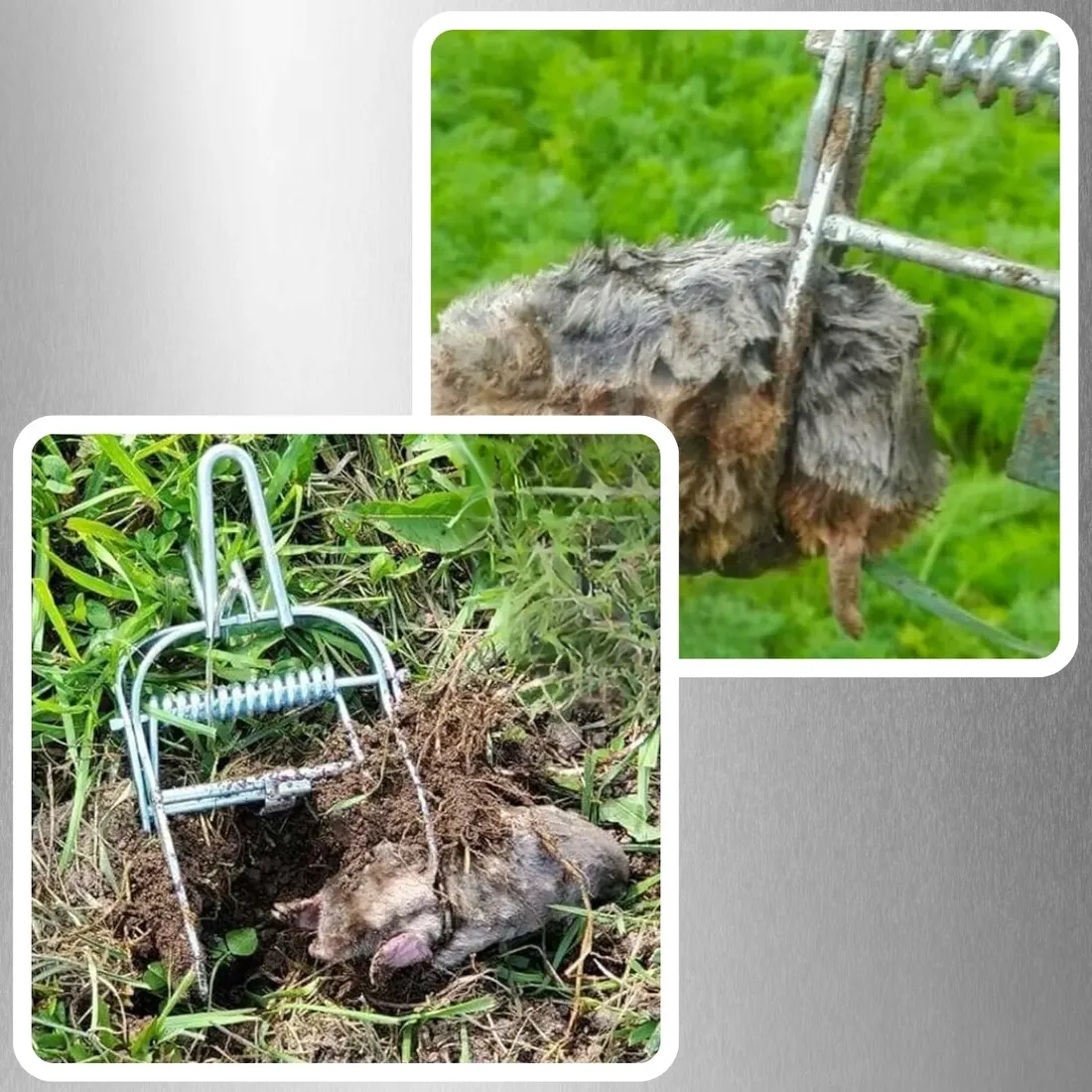 3x-pulapka-lapka-na-krety-nornice-profesjonalna-gilotyna-metalowa-kretolap