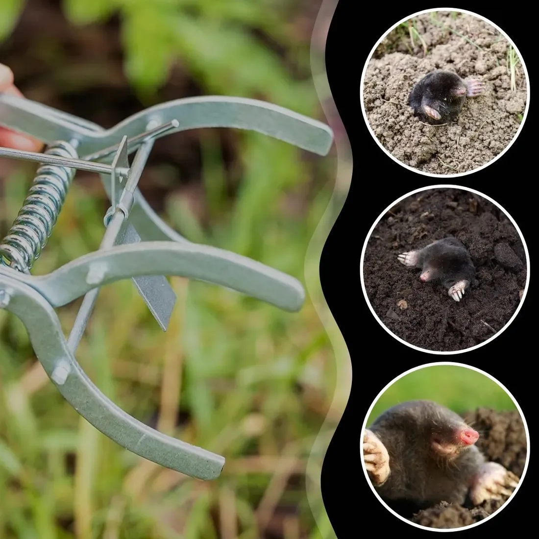 3x-pulapka-lapka-na-krety-nornice-profesjonalna-gilotyna-metalowa-kretolap-stan-nowy