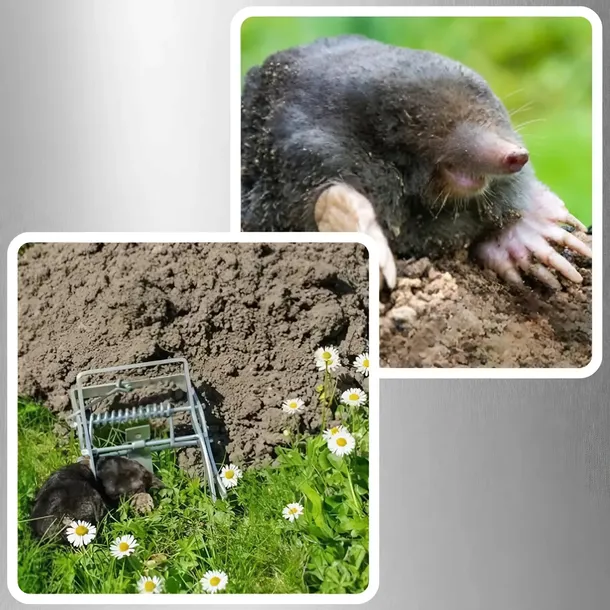 3x-pulapka-lapka-na-krety-nornice-profesjonalna-gilotyna-metalowa-kretolap-rodzaj-pulapka-stan-opakowania-oryginalne