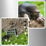 3x-pulapka-lapka-na-krety-nornice-profesjonalna-gilotyna-metalowa-kretolap-rodzaj-pulapka-stan-opakowania-oryginalne