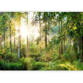 fototapeta-las-natura-drzewa-polana-pejzaz-promienie-slonca-zielen-350x256