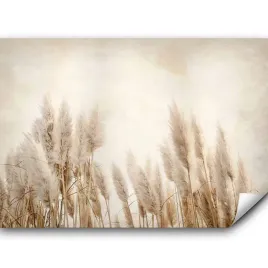 fototapeta-samoprzylepna-natura-trawa-pampasowa-boho-bez-tapeta-3d-343x256
