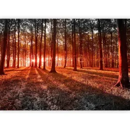 fototapeta-las-drzewa-natura-promienie-sloneczne-pejzaz-krajobraz-400x280