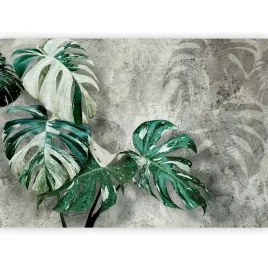 fototapeta-monstera-variegata-na-betonie-imitacja-tapeta-scienna-3d-350x256