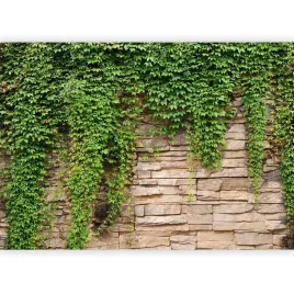fototapeta-kamienie-zielony-bluszcz-mur-natura-tapeta-scienna-3d-350x256