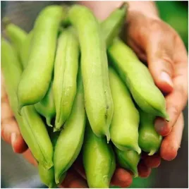 bob-bialy-bartek-wczesny-duze-straki-500-g-plantico-smaczny