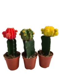 cactus-mix-6o-15cm-kaktus-mix-kolor-3-szt
