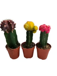 cactus-mix-6o-15cm-kaktus-mix-kolor-3-szt