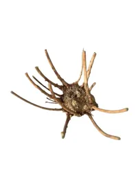 korzen-red-moor-do-malego-i-nano-akwarium-12-15cm