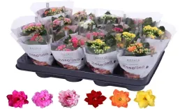kalanchoe-royale-mix-7o-15cm-kwitnaca-roslina-doniczkowa-paletka-16-szt