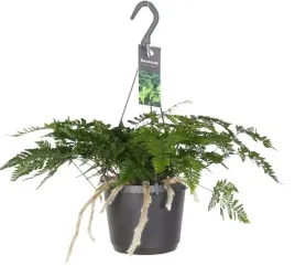 paproc-humata-tyermannii-17o-30cm-doniczka-do-powieszenia