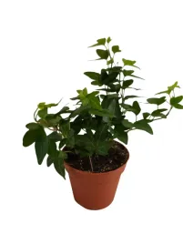 hedera-helix-pittsburg-las-w-sloiku-szkle-15cm-bluszcz