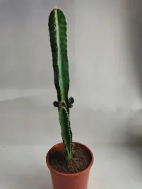 euphorbia-acrurensis-cites-17o-80cm-wilczomlecz