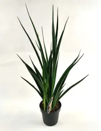sansevieria-kirkii-friends-12o-55cm-sanseweria
