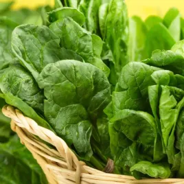 szpinak-olbrzym-zimowy-nasiona-szpinaku-olbrzymiego-zimuje-duze-liscie-10g