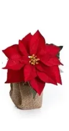 gwiazda-betlejemska-poinsecja-w-doniczce-czerwona