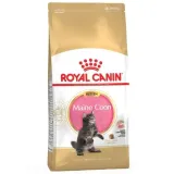 fbn-kitten-maine-coon-4-kg
