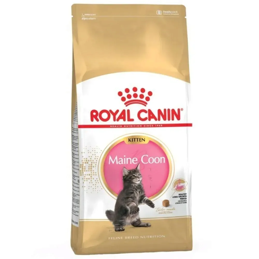 fbn-kitten-maine-coon-4-kg