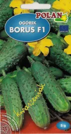 polan-ogorek-borus-sredniowczesny-5-g-do-kwaszenia-plenny-odporny-nasiona