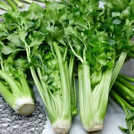 seler-naciowy-malachit-1g-wczesny-aromatyczny-chrupki-gruby-nasiona