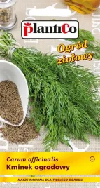 kminek-ziola-nasiona-dwuletni-aromatyczny-leczniczy-przyprawa-mrozoodporny