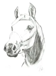 naklejka-na-samochod-do-stajni-rysunek-4-czarna