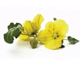 wiesiolek-equiherbs-nasiona-500g