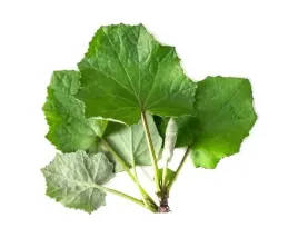 podbial-equiherbs-lisc-suszony-500g