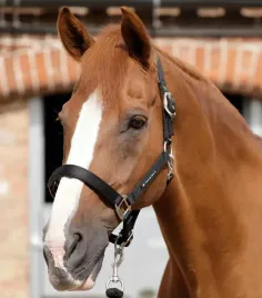 kantar-dla-konia-premier-equine-plain-podszywany-czarny-full
