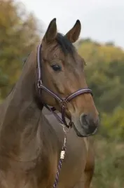 kantar-z-uwiazem-dla-kucyka-norton-brillant-bordo-granat-rozowe-zloto-pony