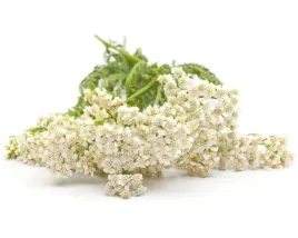 krwawnik-pospolity-equiherbs-500g