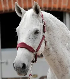 kantar-dla-konia-premier-equine-fleece-podszyty-polarem-bordowy-full
