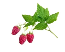 malina-equiherbs-lisc-eko-torba-1000g