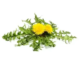 mniszek-lekarski-equiherbs-1000g