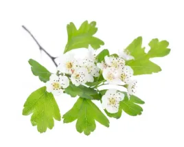 glog-equiherbs-caly-owoc-suszony-doypack-1000g