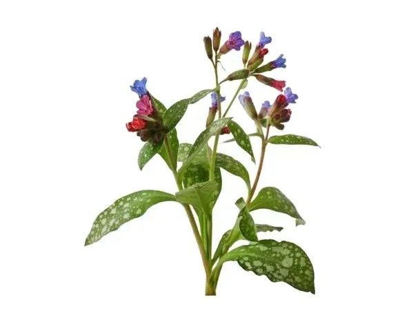 miodunka-equiherbs-500g